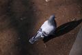 pigeon, live in Kitain