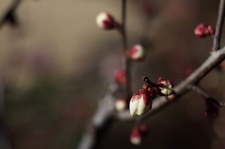 Plum (Ume) trees are in fat bud