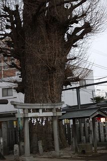 huge maidenhair tree