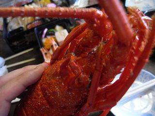 Ise-ebi (Panulirus japonicus)