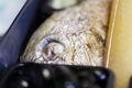 Tai (Red Sea Bream)