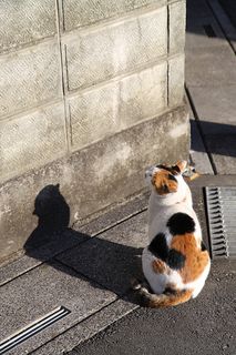 Black Tortie & White