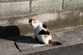 Black Tortie & White