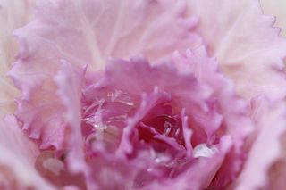 Ornamental cabbege with night dew