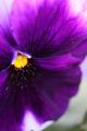 Viola X wittrockiana