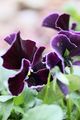 Viola X wittrockiana