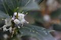 Osmanthus heterophyllus