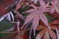 Acer palmatum var. matsumurae