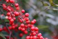 Nandina domestica