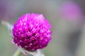 Gomphrena globosa