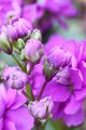 Garden stock