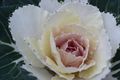 Ornamental cabbege