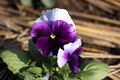 Viola X wittrockiana