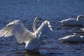 Swan @ Oppe river