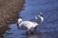 Swan @ Oppe river