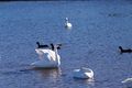 Swan @ Oppe river