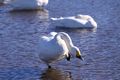 Swan @ Oppe river