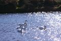 Swan @ Oppe river