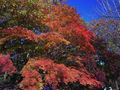 Red leaf, Blue Sky