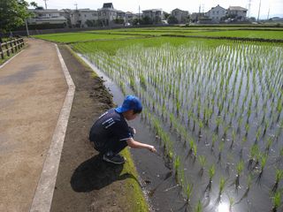 オタマジャクシ捕獲中