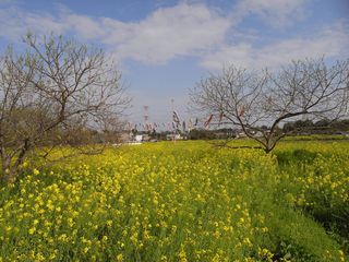 菜の花畑