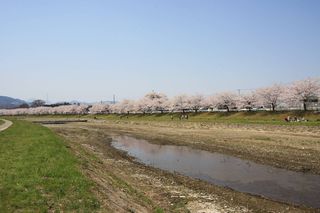 こだま千本桜