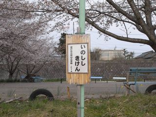 いのししきけん