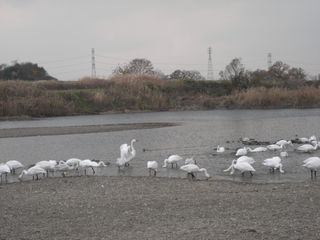 白鳥飛来地